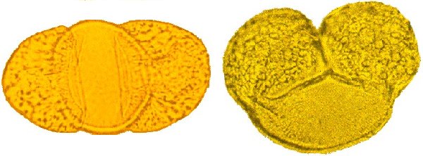 Bisaccate Pollen