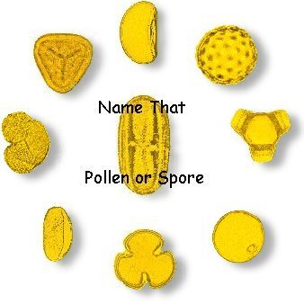 Bisaccate Pollen