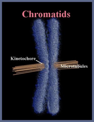 Earth History Research Center