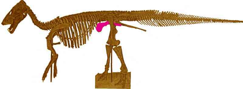 Edmontosaurus Ilium (Hip Bone) - Lance Fm. - Niobrara Co., WY