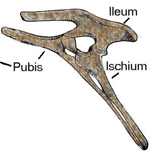 Edmontosaurus Ilium (Hip Bone) - Lance Fm. - Niobrara Co., WY