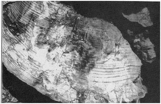 Earth History Research Center